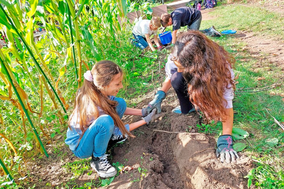 (V. l.) Lea Martensen, Peer Suhr, Bennet Stiller und Alessandra Giasi finden Kartoffeln im Beet…