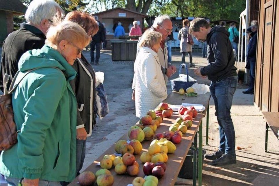 Sortenbestimmung der heimischen Äpfel.