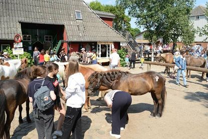 Hier war was los! Zwischen den Pferden tummelten sich über den Tag verteilt über 1.000 Gäste.