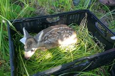 Ein in Sicherheit gebrachtes Kitz, das im Schatten darauf wartet, dass die Wiese gemäht ist und seine Mama es wieder abholt.