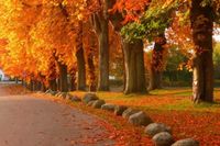 Ein richtiger Hingucker: die sogenannte Kastanienallee in Sierksdorf. Das tolle Foto schickte uns Wolfgang Roepstorff.