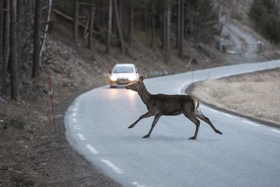 Bei schlechten Sichtverhältnissen erhöht sich die Gefahr von Wildunfällen.