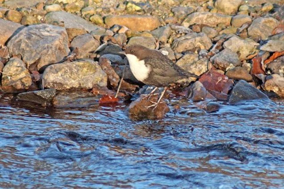 Etwas ganz Besonderes: Die Wasseramsel. Sie kann fliegen, schwimmen, tauchen und unter Wasser spazieren gehen.