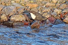 Etwas ganz Besonderes: Die Wasseramsel. Sie kann fliegen, schwimmen, tauchen und unter Wasser spazieren gehen.