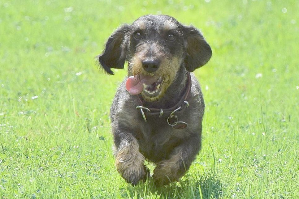 Ein kleiner Dackel rennt ins Ziel: Lebensfreude pur.
