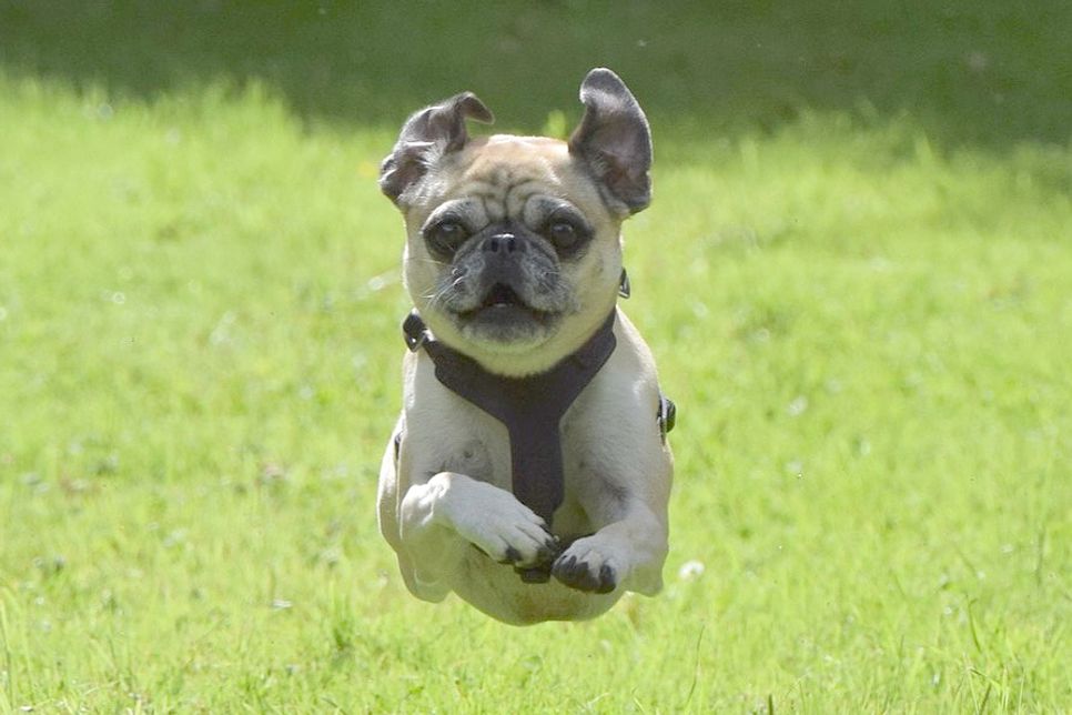 Mit allen Vieren in der Luft: Beim Hunderennen in Probsteierhagen zeigen auch gemütliche Rassen, was in ihnen steckt.