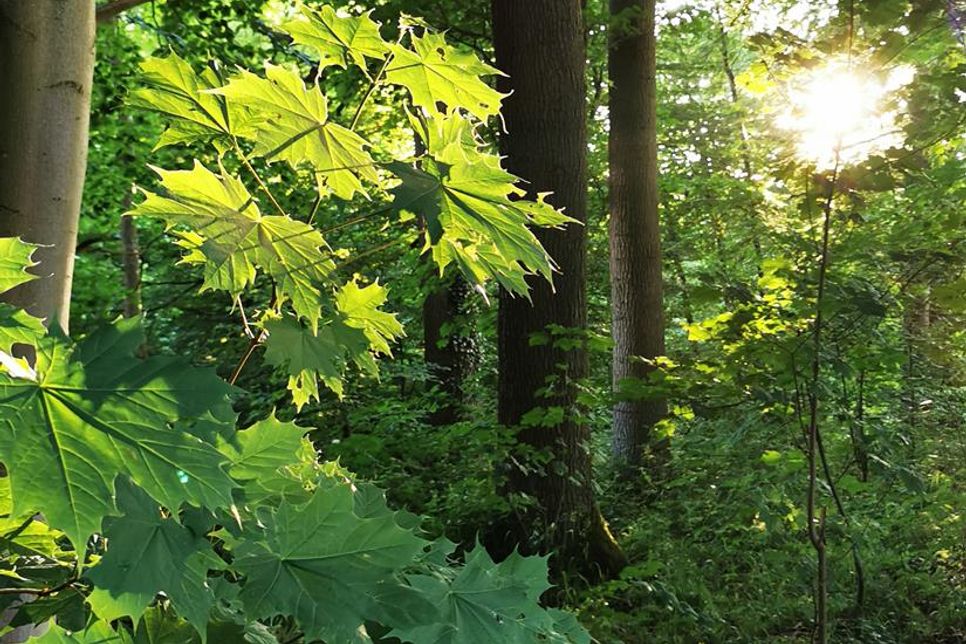 Wie wird der Wald der Zukunft aussehen, und welche Rolle spielen Baumarten wie der Spitzahorn?