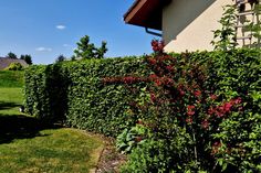 Sichtschutz am Haus bietet Privatsphäre - leider auch für Langfinger: Bei der eigenen Immobilie sollte man deshalb wirksamen Einbruchschutz von Beginn an mitdenken. Foto: DJD/Bauherrenschutzbund/Getty Images/beekeepx