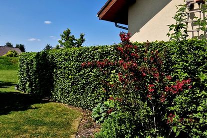 Sichtschutz am Haus bietet Privatsphäre - leider auch für Langfinger: Bei der eigenen Immobilie sollte man deshalb wirksamen Einbruchschutz von Beginn an mitdenken. Foto: DJD/Bauherrenschutzbund/Getty Images/beekeepx