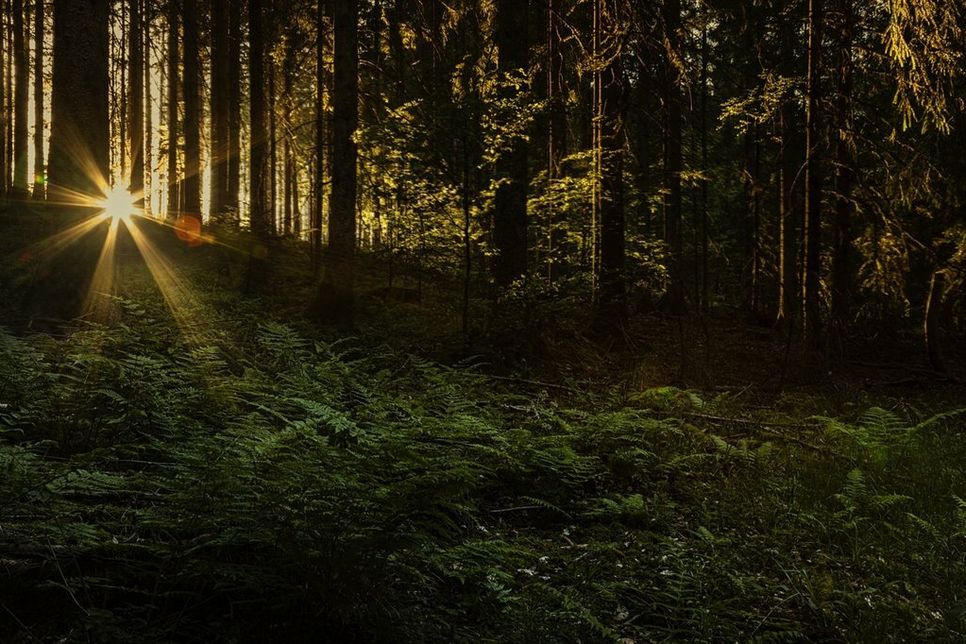 Anmeldungen zu den Kursen sind ab sofort unter der kostenfreien Rufnummer 0800 2655-185229 oder online unter aok.de/nw möglich. Foto: AOK /hfr.