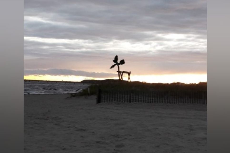 Elch am Strand.