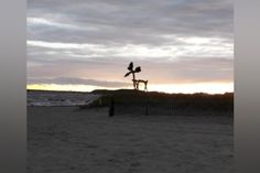 Elch am Strand.