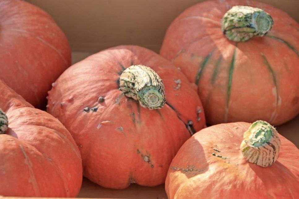Das Herbst-Thema „Kürbis“ wird bei der Stadtmarketing-Aktion „Kürbis-Schätzen“ aufgegriffen.