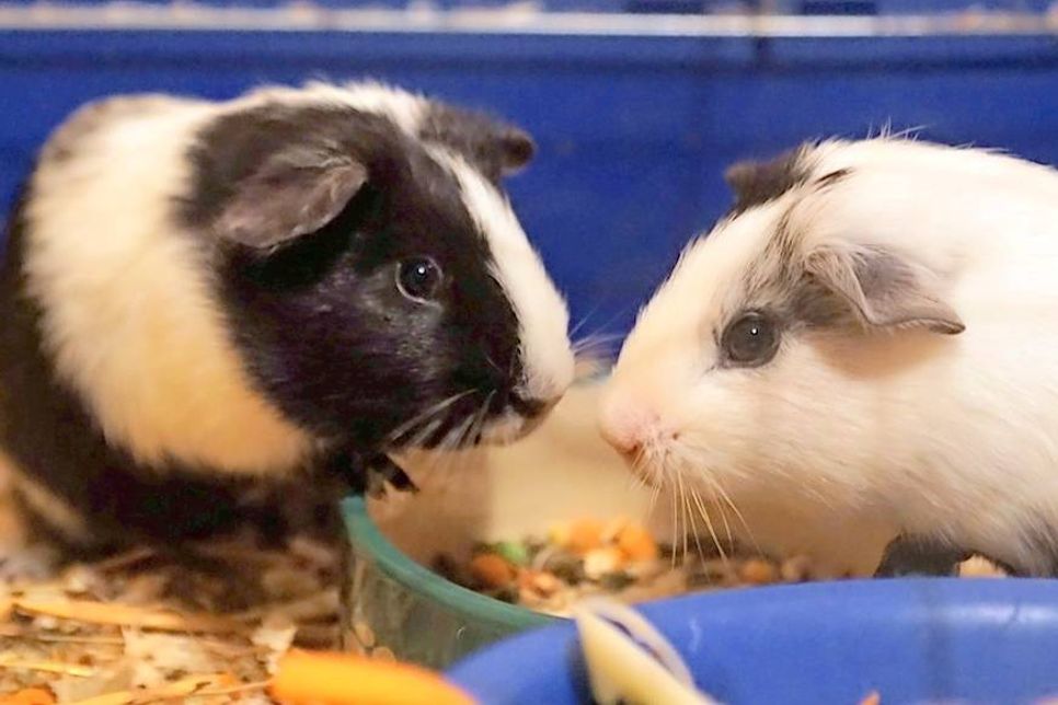 Im Moment warten viele Meerschweinchen in allen Farben und Altersstufen bei der Tierhilfe Ostholstein auf ein neues Zuhause. Bei Interesse bitte an die Tierhilfe unter Tel. 04561/16267 wenden. (red)