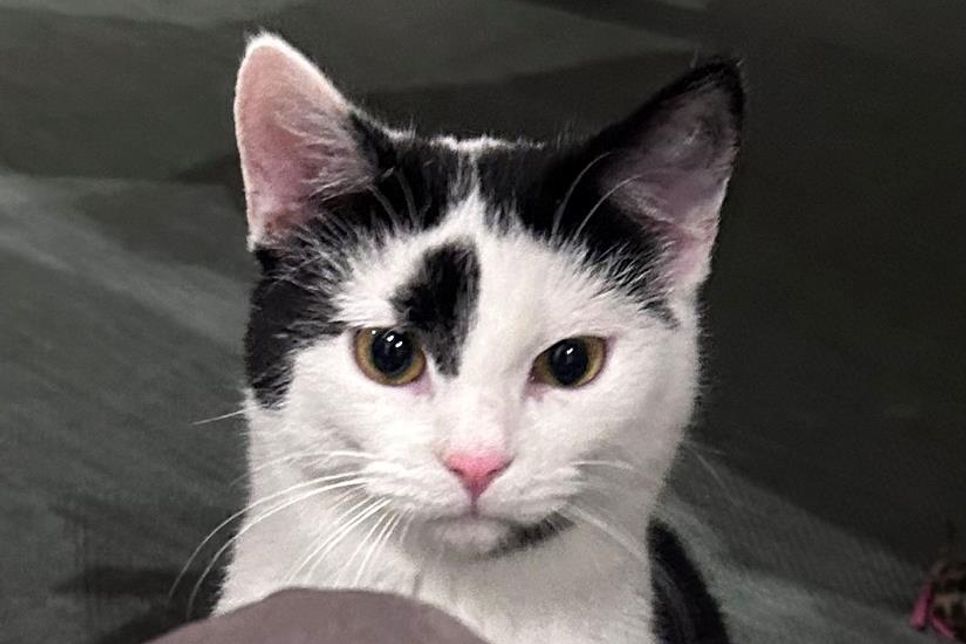 Die schlaue „Mausi“ lässt sich nicht unterbuttern.