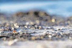 Kleiner Fund, große Geschichte: Bernstein ist Millionen Jahre alt. An den hiesigen Ostseestränden sind die Fundstücke meist klein und oft erst auf den zweiten Blick zu erkennen.