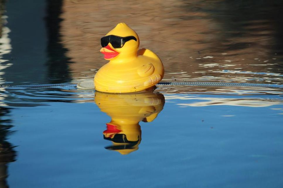 Teilnehmer-Enten gibt es bei Buchstabe am Markt und in der Alten Stadt-Apotheke.