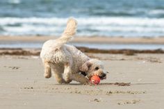 In Neustadt dürfen Hunde noch bis zum 1. Mai an den Strand.