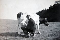1955 wurde noch per Hand gemolken.