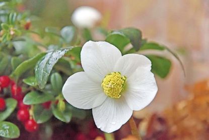 Ein Klassiker zu Weihnachten: die Christrose (Helleborus niger).