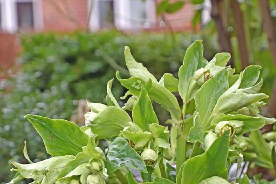 Sie ist häufig relativ kurzlebig, die hellgrüne Schönheit unter den Helleborus-Arten, doch am geeigneten Standort tauchen in der Nähe zuverlässig Sämlinge von Helleborus foetidus auf. Nur die kleinen Jungpflanzen können noch gut verpflanzt werden.