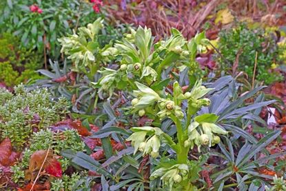 Die mit der bekannteren Christrose eng verwandte Art Helleborus foetidus – Stinkende Nieswurz, auch Palmblättrige Nieswurz genannt – beginnt bereits jetzt im Januar einzelne Blüten zu öffnen – nach der Winterpause ist dieses „kalte Buffet“ für die ersten Hummeln, die schon im Februar ausfliegen, eine hoch willkommene Energiequelle. Ameisen tragen zur Verbreitung der kurzlebigen Art bei. Ein Teil des Samenkörnchens dient ihnen als Nahrung, denn es enthält Glukose, Fruktose, Fette und das Vitamin C. Die Ameisen sammeln die Samen ein, transportieren sie zum Bau, und tragen die Reste, die eigentlichen Samen, wieder hinaus.