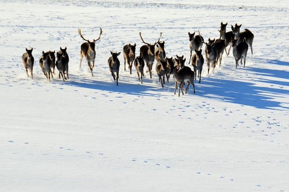 Auf Fotopirsch: Christina Bruß bekam in Neutestorf eine Damwildherde vor die Linse.