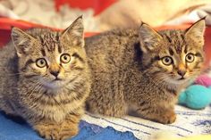 „Nala“ und „Simba“ mit acht Wochen.