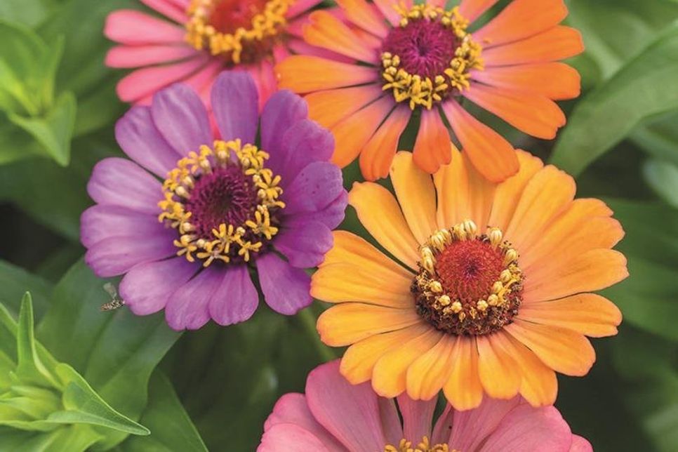 Die neue Zinnien-Mischung ‚Bumblebee‘ verzaubert mit fröhlich bunten Farben. Foto: Kiepenkerl/akz-o