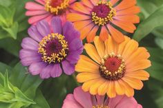 Die neue Zinnien-Mischung ‚Bumblebee‘ verzaubert mit fröhlich bunten Farben. Foto: Kiepenkerl/akz-o