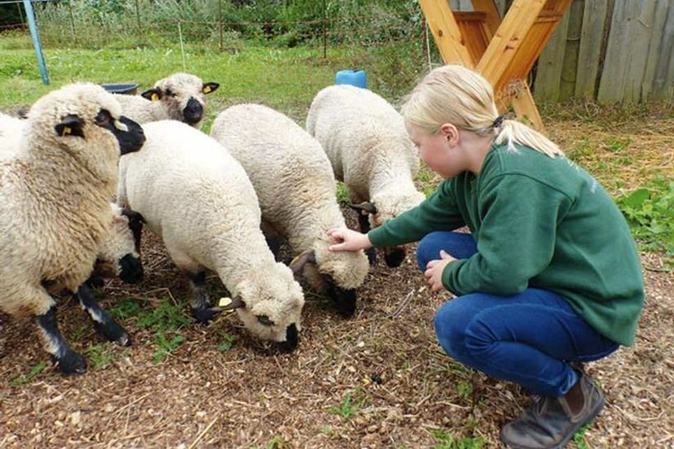 Das mit der spitzen Nase ist das mutigste der sechs Shropshire-Schafe, aber die Mädels wissen längst, dass Greta und ihr Papa immer ein paar Pellets dabei haben. Und wenn die im Eimer klappern, kommen sie angesaust.