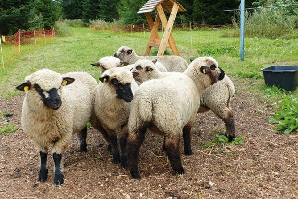 Shropshire-Schafe fressen keine Tannenbäume – eine ziemlich gute Eigenschaft für Schafe, die als Landschaftspfleger in einer Weihnachtsbaum-Kultur arbeiten, so wie diese Schafdamen hier, die von der Familie Gast für die Fassensdorfer Tannen engagiert wurden.