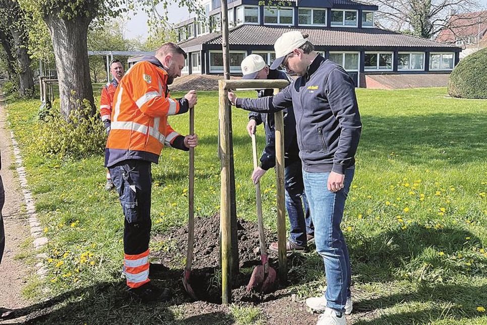 Stützpfähle geben den jungen Bäumen Stabilität.
