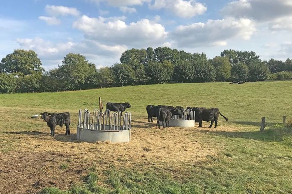 Wunderschöne Weide-Idylle: So sehen glückliche Rinder aus.