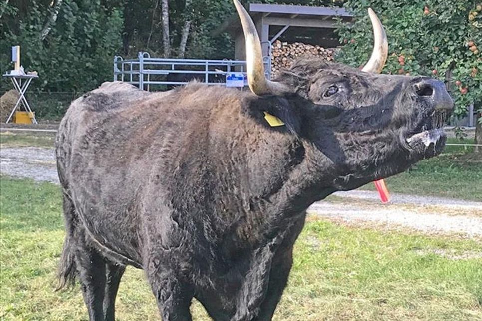 Betsy, die älteste Kuh des Hofes, muht fröhlich bei der Preisverleihung.
