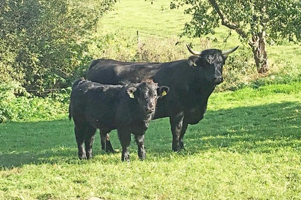 Mutterkuh Lora mit Söhnchen Golo.