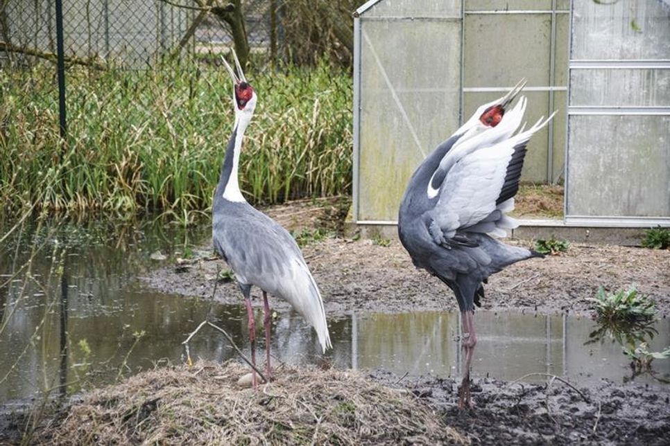 Viele Vögel, wie diese Weißnackenkraniche, sind gerade am Brüten und müssen weiter gefüttert werden.