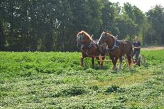 Historische Ernte und Bodenbearbeitung mit Arbeitspferden.