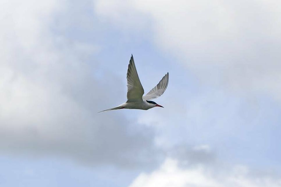 Die Flussseeschwalbe im Flug.