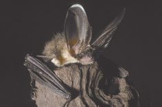 Braunes Langohr heißt diese Fledermaus-Art.