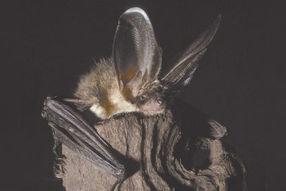 Braunes Langohr heißt diese Fledermaus-Art.