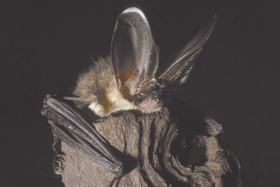 Braunes Langohr heißt diese Fledermaus-Art.