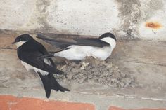 Mehlschwalben an einem alten Bauernhaus in Lebatz.