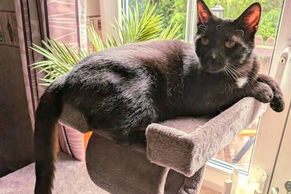 „Lord Helmchen“.
