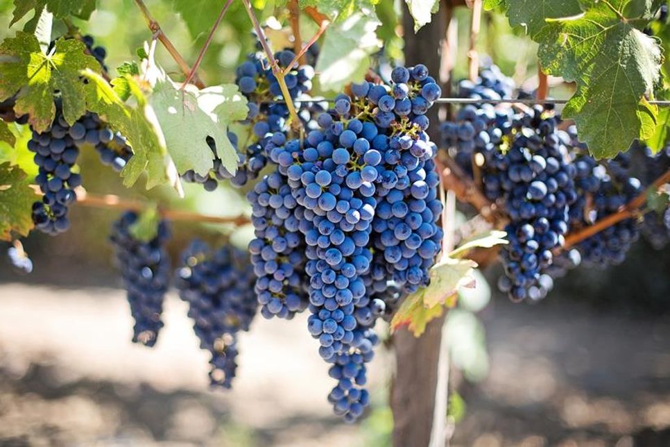 Als Weinsprache wird die Fachsprache von Weinkritikern, Sommeliers, Connaisseurs und Weininteressierten bezeichnet. Daneben benutzen Winzer, Kellermeister, Sachverständige, Weinhändler und andere im Weinbau Beschäftigte eine Vielzahl von önologischen Fachbegriffen.