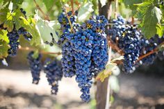 Als Weinsprache wird die Fachsprache von Weinkritikern, Sommeliers, Connaisseurs und Weininteressierten bezeichnet. Daneben benutzen Winzer, Kellermeister, Sachverständige, Weinhändler und andere im Weinbau Beschäftigte eine Vielzahl von önologischen Fachbegriffen.