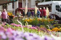 Herbstblumen in allen Farben locken die Besucherinnen und Besucher auf den Wochenmarkt.