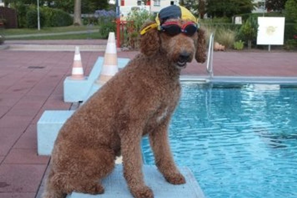 „Miss Marple“, 3 Jahre alt. (Foto© Thomas Lender)