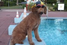 „Miss Marple“, 3 Jahre alt. (Foto© Thomas Lender)