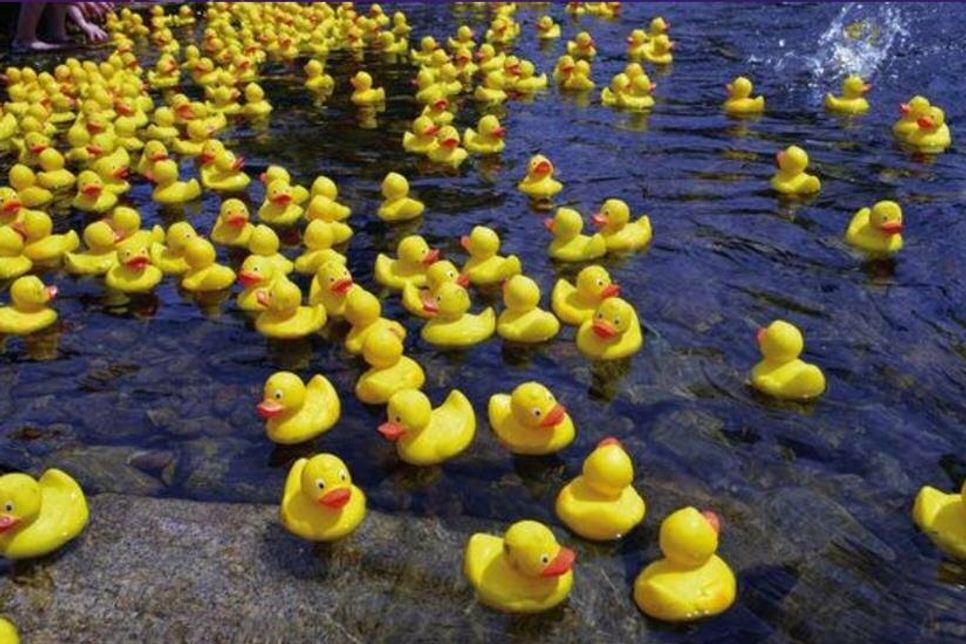 Eine wahre Flut an gelben Enten soll sich auch in diesem Jahr an dem Entenrennen in Neustadt beteiligen.